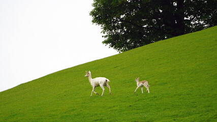 Obraz na płótnie Canvas Fallow deer female with her fawn on a green field on a rainy day