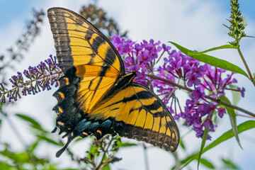 Yellow swallowtail butterfly perched on purple butterfly bush flower on sunny summer day