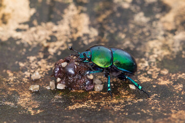 Dor beetle or spring dor beetle (Trypocopris vernalis)