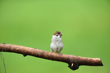 Portrait of Eurasian tree sparrow sitting on the branch tree