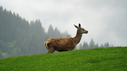 a wet red deer female on a rainy day in summer