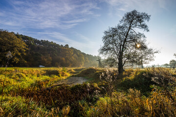 Fototapeta premium lonely oak tree in the field at sunset