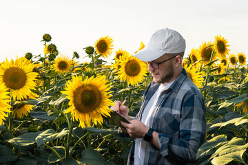 Young agronomist inspecting sunflowers in field. Organic farming concept.