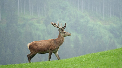 the side profile of a red deer stag, cervus elaphus with velvet antlers on a rainy day in the mountains