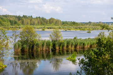 natural landscape in the marsh reserve in summer