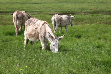 3 ânes qui pâturent dans un champ bien vert 