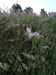 dog in the grass