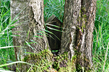 natural landscapes in a swamp in summer in a natural nursery
