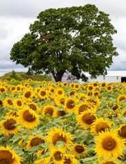 sunflower field in the summer - 369516867