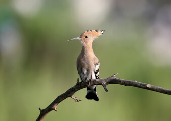 Single and a pair of hoopoe photographed close-up on a blurry background in soft morning light.