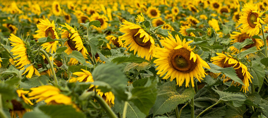 yellow sunflower field - 369517019