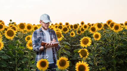Young agronomist inspecting sunflowers in field. Organic farming concept.