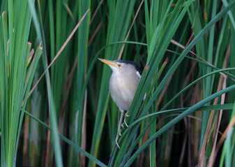 Male little bittern shot close-up sitting on the green stems of the reed and look at the camera