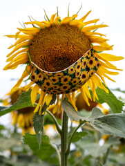 Sunflower Mask - 369517065