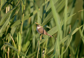Close-up photo of a paddyfield warbler (Acrocephalus agricola) sitting on a reed in soft morning light