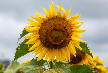 Sunflower Heart - 369517090
