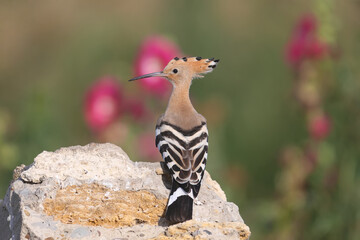 One The Eurasian hoopoe (Upupa epops) is photographed close-up against a beautiful background of bright red mallow flowers