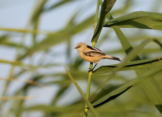 Young bearded tits (Panurus biarmicus) shot in the bright rays of the rising sun against the backdrop of green reed stalks