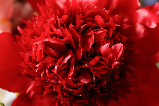 Red peony flower in full bloom. Close-up. Macro photography. The concept of aesthetics and beauty.