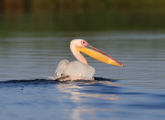 The great white pelican (Pelecanus onocrotalus) photographed in the early morning in soft sunlight close-up