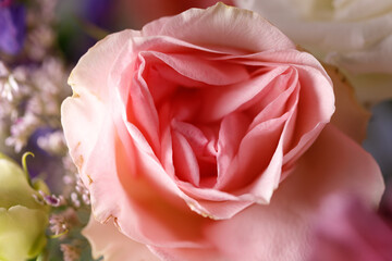 Pink rose flower in full bloom. Macro photography. The concept of aesthetics and beauty.