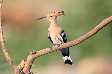 A young Eurasian hoopoe (Upupa epops) is photographed in soft morning light against a beautifully blurred background. Close-up photo with visible details of bird plumage