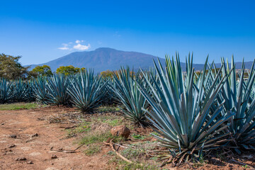 Blue Agave field in Tequila, Jalisco, Mexico