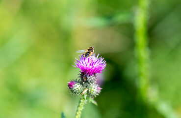 striped bee on purple flower