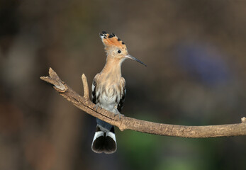 A young Eurasian hoopoe (Upupa epops) is photographed in soft morning light against a beautifully blurred background. Close-up photo with visible details of bird plumage