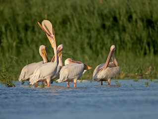 Singles and groups of great white pelican (Pelecanus onocrotalus) are photographed standing in blue water against a backdrop of green aquatic vegetation in soft evening light.