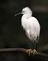 Snowy Egret bird close-up profile view perched with black contrast background. Portrait. Picture. Image. Photo
