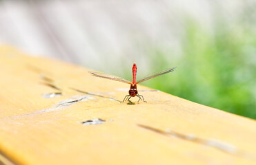 bright dragonfly resting on green leaves