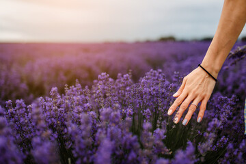 Woman's hands on the lavender flowers in the lavender field.