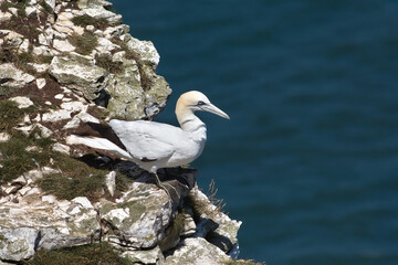 Gannet on the edge