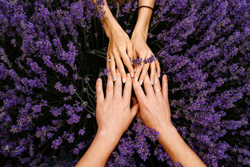 Fototapeta premium Close up a man's hands holding a woman's hands on the lavender flowers in the lavender field.