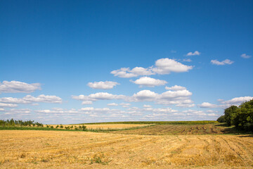 Fototapeta premium Field against the blue sky.