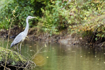 HERON 1