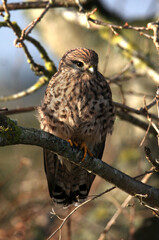 Juvenile Kestrel, Falco tunnunculus, resting sitting upright perched in a tree. Taken at Stanpit Marsh UK