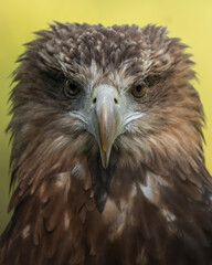 aquila pescatrice ritratto 2