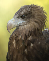 aquila pescatrice ritratto