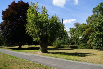 Fototapeta na wymiar Der Lennépark in Frankfurt (Oder) mit alten Bäumen