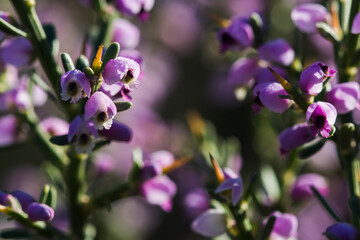 Fototapeta na wymiar Details of the small, dainty flowers of the Nylandtia Spinoza fynbos plant