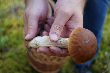 View of the hands of a man cutting off the leg of a mushroom