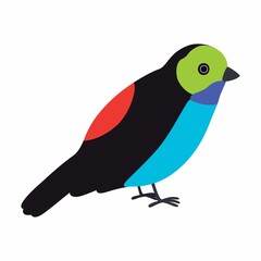 Paradise tanager bird illustration. Vector illustration isolated.