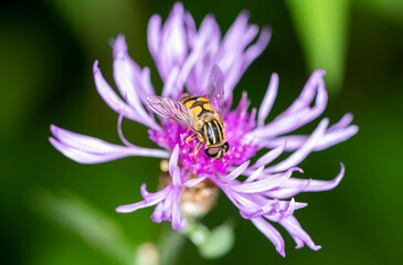 striped bee on purple flower