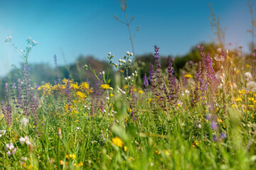 Wild flowers in the meadow with sun flares. Summer wildflowers in nature.