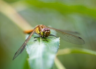 bright dragonfly resting on green leaves