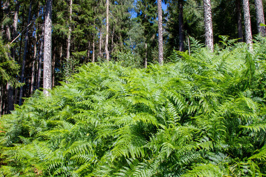 green fern in the foreground, forest in the background © Stockhausen