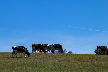 black and white cows up the hill on a meadow, blue sky