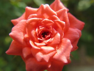 A rose flower